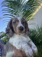 Bruno, a male Dachshund for sale in Lehigh Acres, FL – 3 of 4