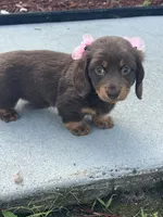 Mery, a female Dachshund for sale in Lehigh Acres, FL – 2 of 7