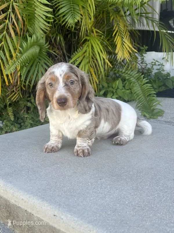 Bruno, a male Dachshund for sale in Lehigh Acres, FL – 1 of 4