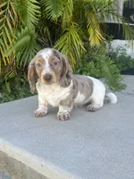 Bruno, a male Dachshund for sale in Lehigh Acres, FL – 1 of 4