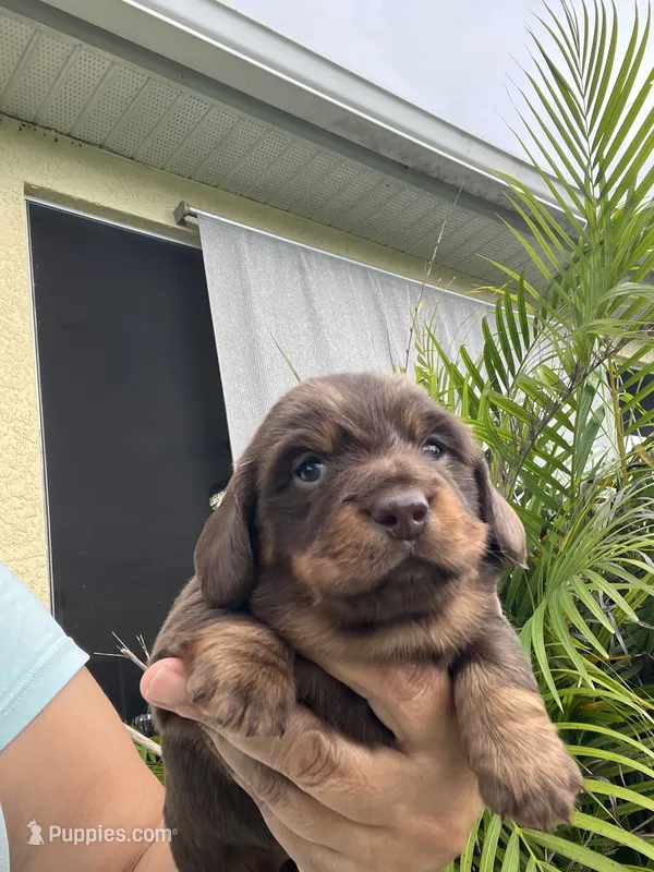 Mery – Miniature Dachshund puppy for sale in Port Saint Lucie, FL