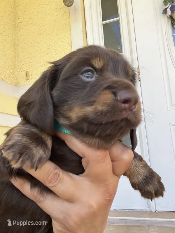 Beny – Dachshund puppy for sale in Port Saint Lucie, FL