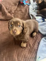 Remy, a male Dachshund for sale in Port Saint Lucie, FL – 3 of 3