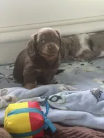 Remy, a male Dachshund for sale in Port Saint Lucie, FL – 2 of 3