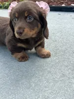 Mery, a female Dachshund for sale in Lehigh Acres, FL – 3 of 7