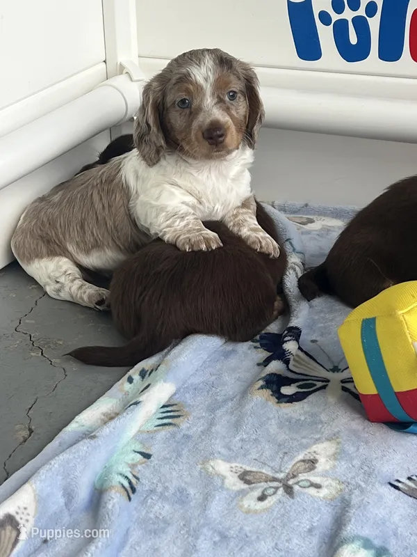 Bruno – Dachshund puppy for sale in Port Saint Lucie, FL