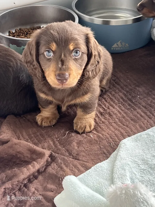 Remy – Dachshund puppy for sale in Port Saint Lucie, FL