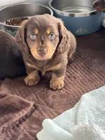 Remy, a male Dachshund for sale in Port Saint Lucie, FL – 1 of 3
