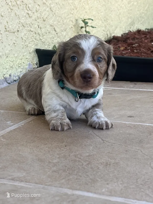 Bruno – Dachshund puppy for sale in Port Saint Lucie, FL