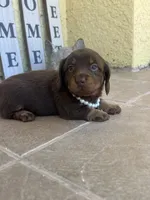 Mery, a female Dachshund for sale in Port Saint Lucie, FL – 2 of 4
