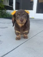 Mery, a female Dachshund for sale in Lehigh Acres, FL – 6 of 7