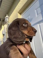 Remy, a male Dachshund for sale in Lehigh Acres, FL – 5 of 5