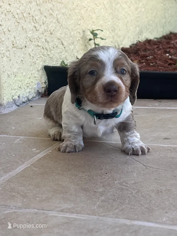 Bruno – Dachshund puppy for sale in Port Saint Lucie, FL