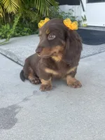Mery, a female Dachshund for sale in Lehigh Acres, FL – 7 of 7