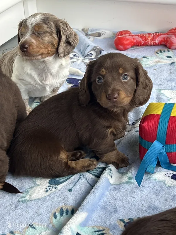 Mery – Dachshund puppy for sale in Port Saint Lucie, FL