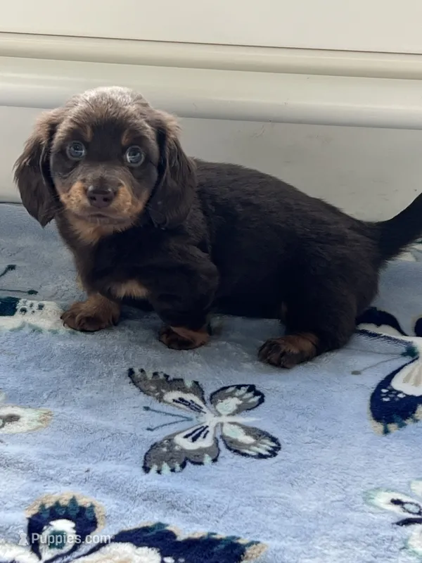 Beny – Dachshund puppy for sale in Port Saint Lucie, FL
