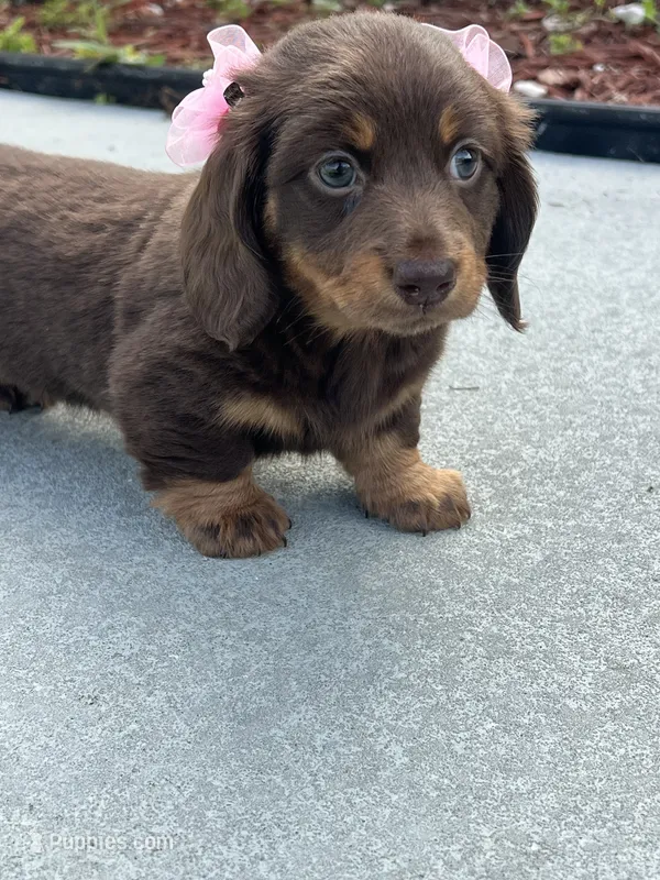 Mery – Dachshund puppy for sale in Port Saint Lucie, FL