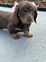 Mery, a female Dachshund for sale in Lehigh Acres, FL – 4 of 7