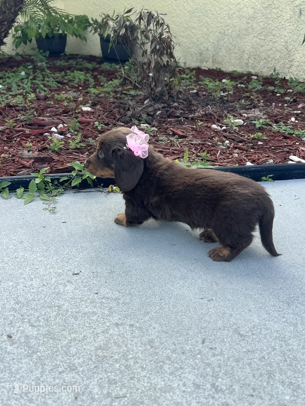 Mery – Dachshund puppy for sale in Port Saint Lucie, FL