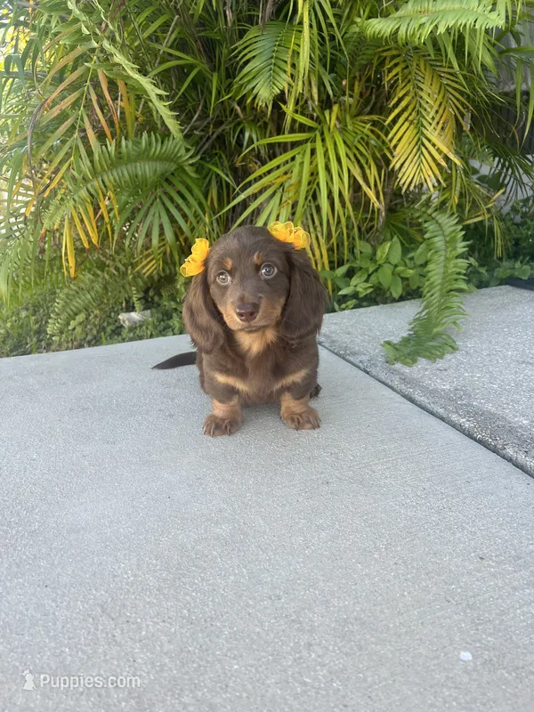 Mery, a female Dachshund for sale in Lehigh Acres, FL – 1 of 7