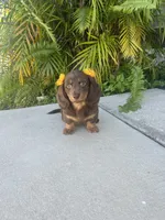 Mery, a female Dachshund for sale in Lehigh Acres, FL – 1 of 7