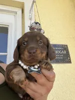 Mery, a female Dachshund for sale in Port Saint Lucie, FL – 4 of 4