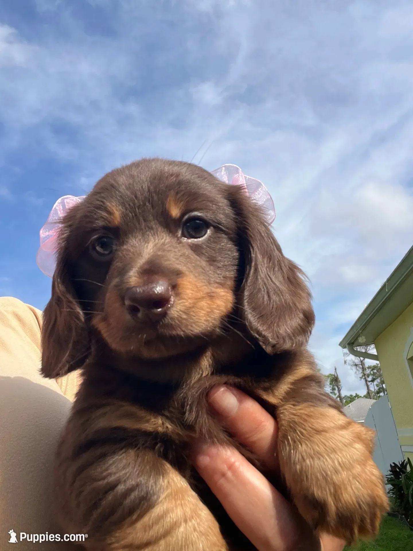 Mery, a female Dachshund for sale in Lehigh Acres, FL – 5 of 7