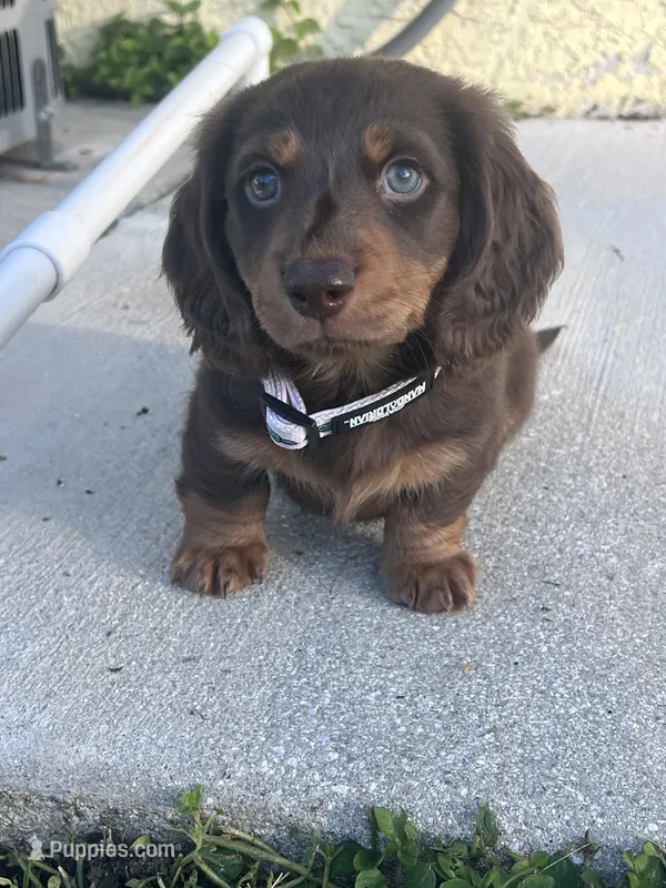 Remy – Dachshund puppy for sale in Port Saint Lucie, FL