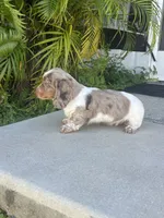 Bruno, a male Dachshund for sale in Lehigh Acres, FL – 4 of 4