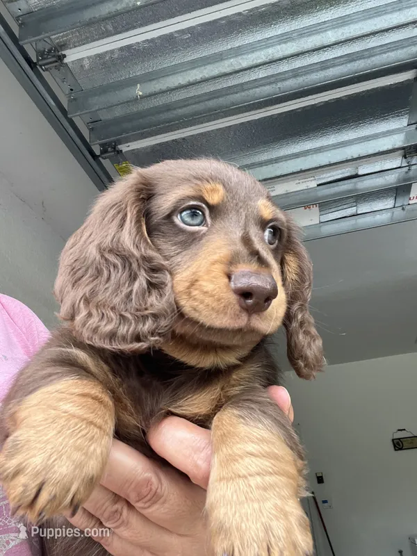 Remy – Dachshund puppy for sale in Port Saint Lucie, FL