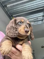 Remy, a male Dachshund for sale in Lehigh Acres, FL – 1 of 5