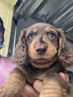 Remy, a male Dachshund for sale in Lehigh Acres, FL – 4 of 5