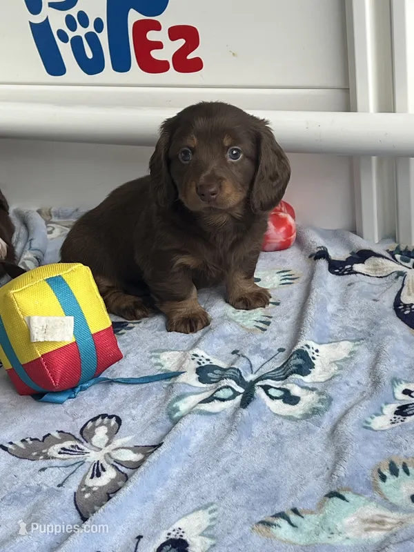 Beny – Dachshund puppy for sale in Port Saint Lucie, FL