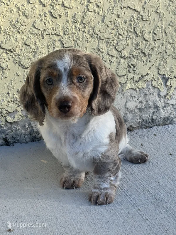 Bruno – Dachshund puppy for sale in Port Saint Lucie, FL