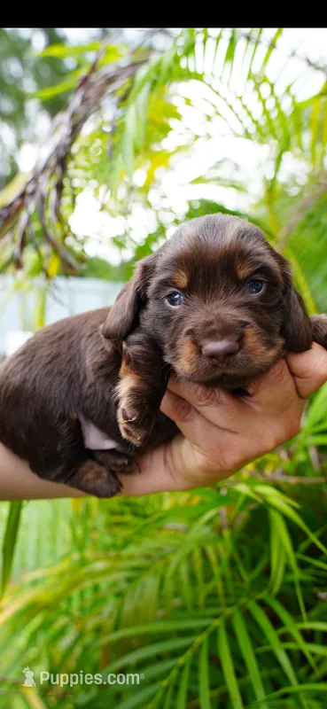 Beny – Dachshund puppy for sale in Port Saint Lucie, FL