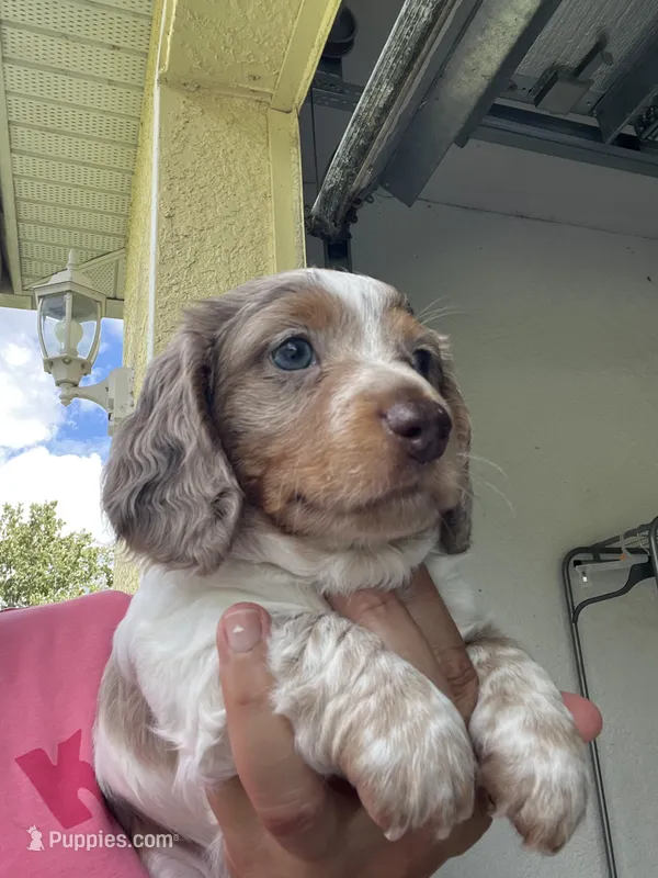Bruno – Dachshund puppy for sale in Port Saint Lucie, FL