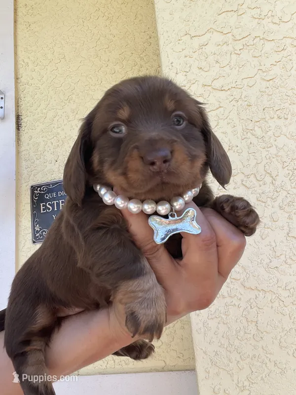 Mery – Dachshund puppy for sale in Port Saint Lucie, FL
