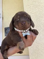 Mery, a female Dachshund for sale in Port Saint Lucie, FL – 1 of 4