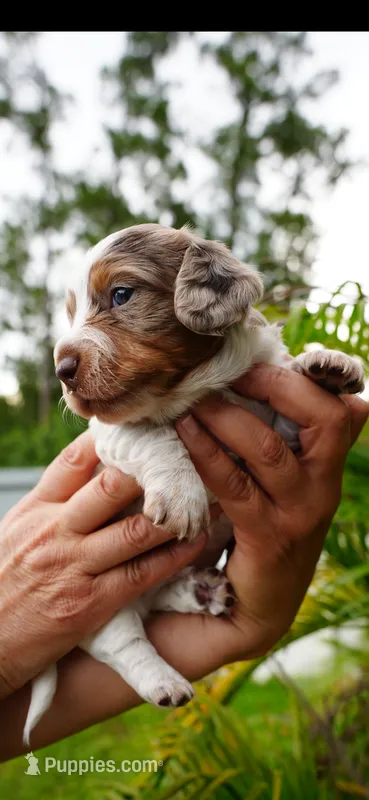 Bruno – Dachshund puppy for sale in Port Saint Lucie, FL