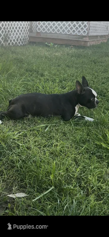 Zella – Boston Terrier puppy for sale in Merced, CA