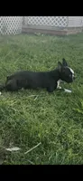 Zella, a female Boston Terrier for sale in Merced, CA – Photo 1 of 3