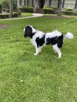 Walter, a male Cavalier King Charles Spaniel for sale in Chelsea, AL – 2 of 3