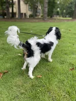 Walter, a male Cavalier King Charles Spaniel for sale in Chelsea, AL – 3 of 3
