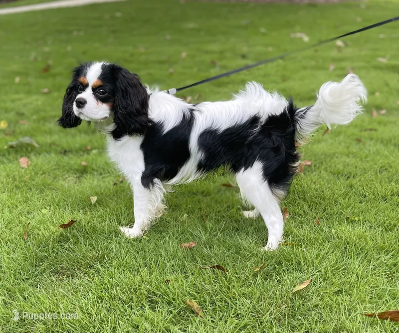 Walter – Cavalier King Charles Spaniel puppy for sale in Chelsea, AL