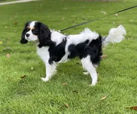 Walter, a male Cavalier King Charles Spaniel for sale in Chelsea, AL – 1 of 3
