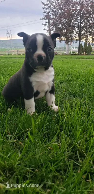 Max – Boston Terrier puppy for sale in Belleville, PA
