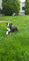 Tessa, a female Boston Terrier for sale in Belleville, PA – Photo 2 of 6