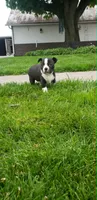Tessa, a female Boston Terrier for sale in Belleville, PA – Photo 4 of 6