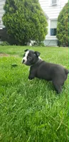 Tessa, a female Boston Terrier for sale in Belleville, PA – Photo 6 of 6