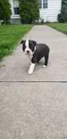 Lily, a female Boston Terrier for sale in Belleville, PA – Photo 4 of 4